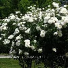 Climbing Iceberg Rose Live Plant - Honey Fragrance - 4" Pot - Outdoor - Image 1