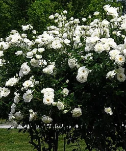 Climbing Iceberg Rose Live Plant - Honey Fragrance - 4