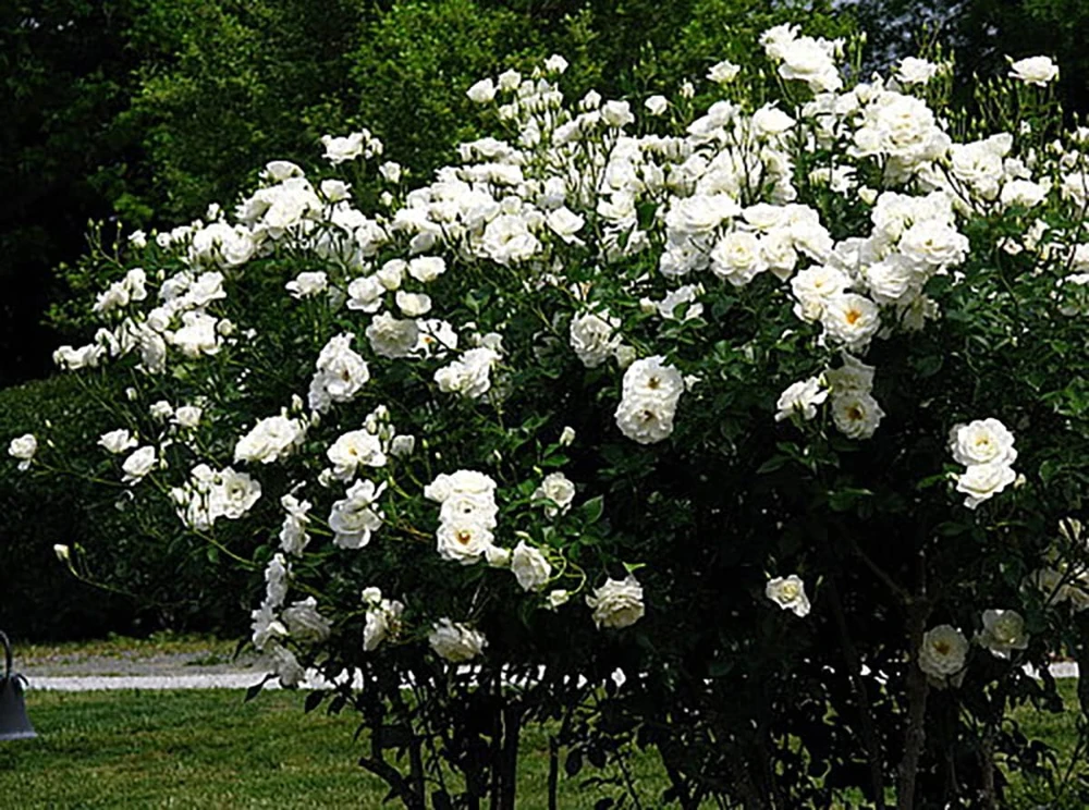 Climbing Iceberg Rose Live Plant - Honey Fragrance - 4" Pot - Outdoor - Image 1