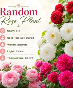 Climbing Rose Plant Live, Fragrant Perennial Bush, Random Color, 2-4 Inch Tall - Image 5
