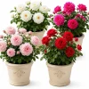 Climbing Rose Plant Live, Fragrant Perennial Bush, Random Color, 2-4 Inch Tall - Image 1