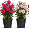 Climbing Roses Live Plant - Fragrant Perennial Rose Bush, 1 Plant, Random Color, 2-4 Inch Tall - Image 1