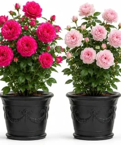 Climbing Roses Live Plant - Fragrant Perennial Rose Bush, 1 Plant, Random Color, 2-4 Inch Tall - Image 1
