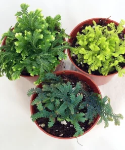Club Moss Live Plant - Selaginella for Terrariums & Fairy Gardens - 3 Plants in 2" Pots - Image 2