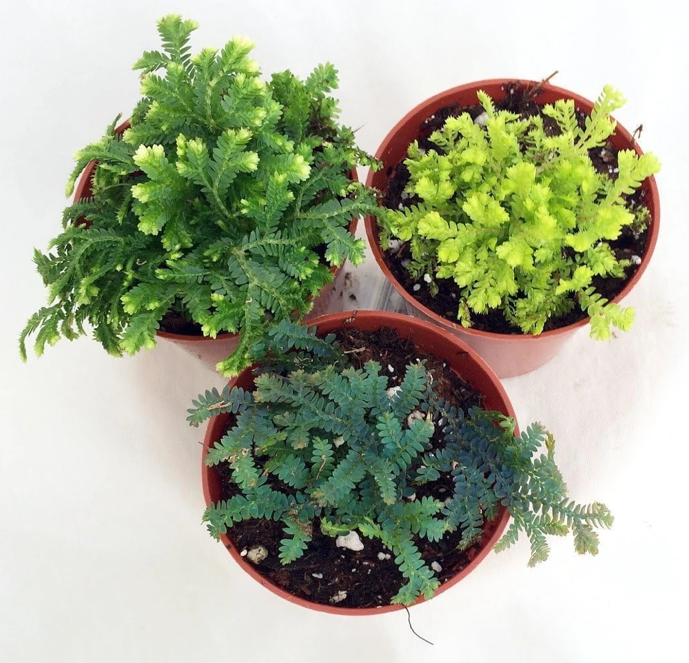 Club Moss Live Plant - Selaginella for Terrariums & Fairy Gardens - 3 Plants in 2" Pots - Image 2