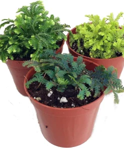 Club Moss Live Plant - Selaginella for Terrariums & Fairy Gardens - 3 Plants in 2