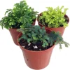 Club Moss Live Plant - Selaginella for Terrariums & Fairy Gardens - 3 Plants in 2" Pots - Image 1