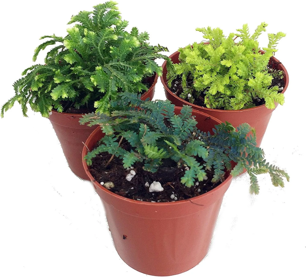 Club Moss Live Plant - Selaginella for Terrariums & Fairy Gardens - 3 Plants in 2" Pots - Image 1