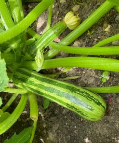 Cocozelle Zucchini Squash Seeds - 50 Heirloom Italian Vegetable Seeds - Image 3