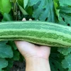 Cocozelle Zucchini Squash Seeds - 50 Heirloom Italian Vegetable Seeds - Image 1