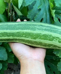 Cocozelle Zucchini Squash Seeds - 50 Heirloom Italian Vegetable Seeds - Image 1