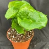 Coffea Arabica Live Plant – Grow Your Own Coffee Tree – Rooted in 3 inch Pot – Indoor Houseplant - Image 1