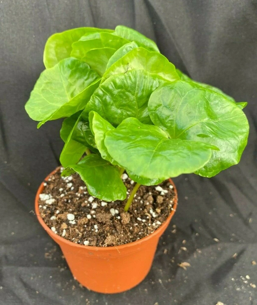 Coffea Arabica Live Plant – Grow Your Own Coffee Tree – Rooted in 3 inch Pot – Indoor Houseplant - Image 1