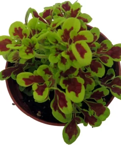 Coleus Mini Live Plant - 2.5" Pot - Burgundy & Chartreuse Foliage - Image 2