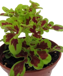 Coleus Mini Live Plant - 2.5
