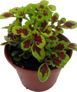 Coleus Mini Live Plant - 2.5