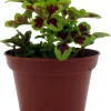 Coleus Mini Live Plant - 2.5" Pot - Burgundy & Chartreuse Foliage - Image 1