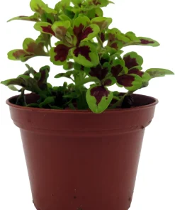 Coleus Mini Live Plant - 2.5