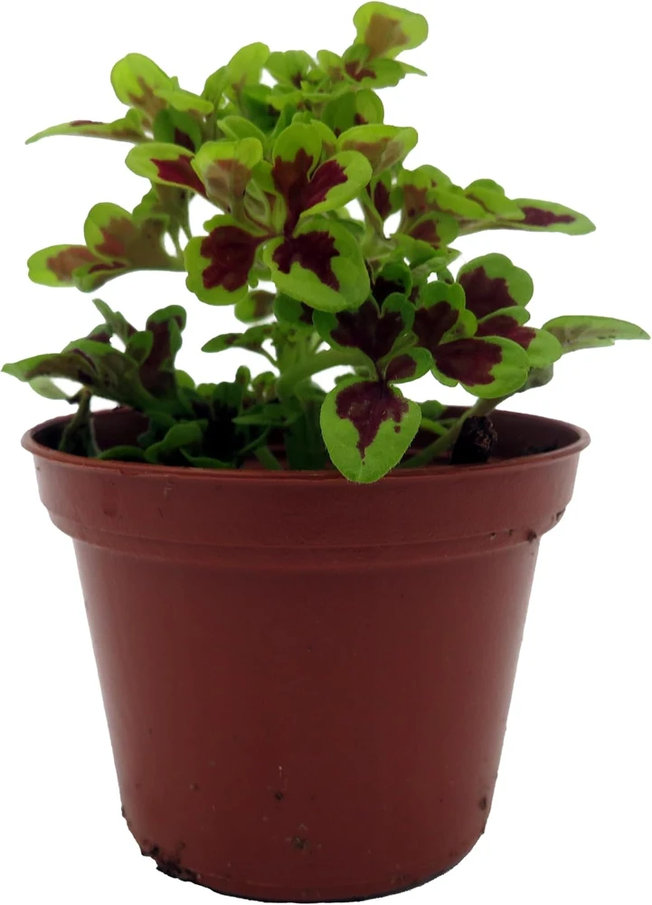 Coleus Mini Live Plant - 2.5" Pot - Burgundy & Chartreuse Foliage - Image 1