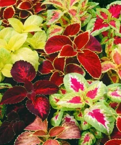 Coleus Rainbow Mix Flower Seeds - Non-GMO Annual Foliage for Indoor & Outdoor - Image 2