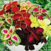 Coleus Rainbow Mix Flower Seeds - Non-GMO Annual Seeds for Vibrant Foliage - Image 1
