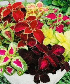 Coleus Rainbow Mix Flower Seeds - Non-GMO Annual Seeds for Vibrant Foliage - Image 1