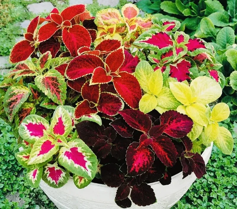 Coleus Rainbow Mix Flower Seeds - Non-GMO Annual Seeds for Vibrant Foliage - Image 1