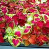 Coleus Rainbow Mix Seeds - 500+ Count - Colorful Foliage for Shade Gardens - Image 1