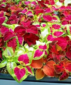 Coleus Rainbow Mix Seeds - 500+ Count - Colorful Foliage for Shade Gardens - Image 1