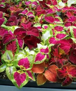 Coleus Rainbow Mix Seeds - 500+ Count - Colorful Foliage for Shade Gardens - Image 5