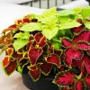 Coleus Rainbow Mix Seeds – 500 Seeds – Colorful Shade Garden Plant – Indoor/Outdoor - Image 1