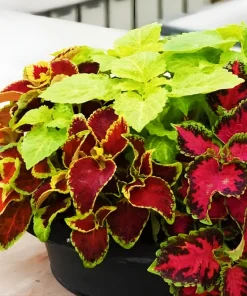 Coleus Rainbow Mix Seeds – 500 Seeds – Colorful Shade Garden Plant – Indoor/Outdoor - Image 5