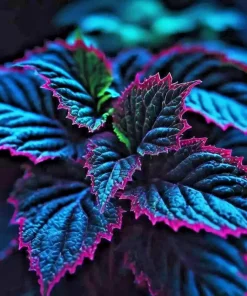 Coleus Seeds - Rare Blue, Black & Green Foliage - 25+ Seeds Indoor/Outdoor - Image 5