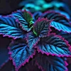 Coleus Seeds - Rare Blue, Black & Green Foliage - 25+ Seeds Indoor/Outdoor - Image 1