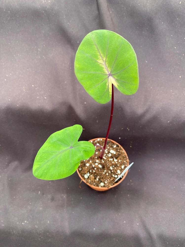 Colocasia 'Waikiki' Elephant Ear Live Plant – Colorful Foliage – 3 inch Pot - Image 2