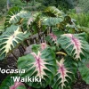 Colocasia 'Waikiki' Elephant Ear Live Plant – Colorful Foliage – 3 inch Pot - Image 1