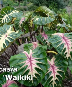 Colocasia 'Waikiki' Elephant Ear Live Plant – Colorful Foliage – 3 inch Pot - Image 1