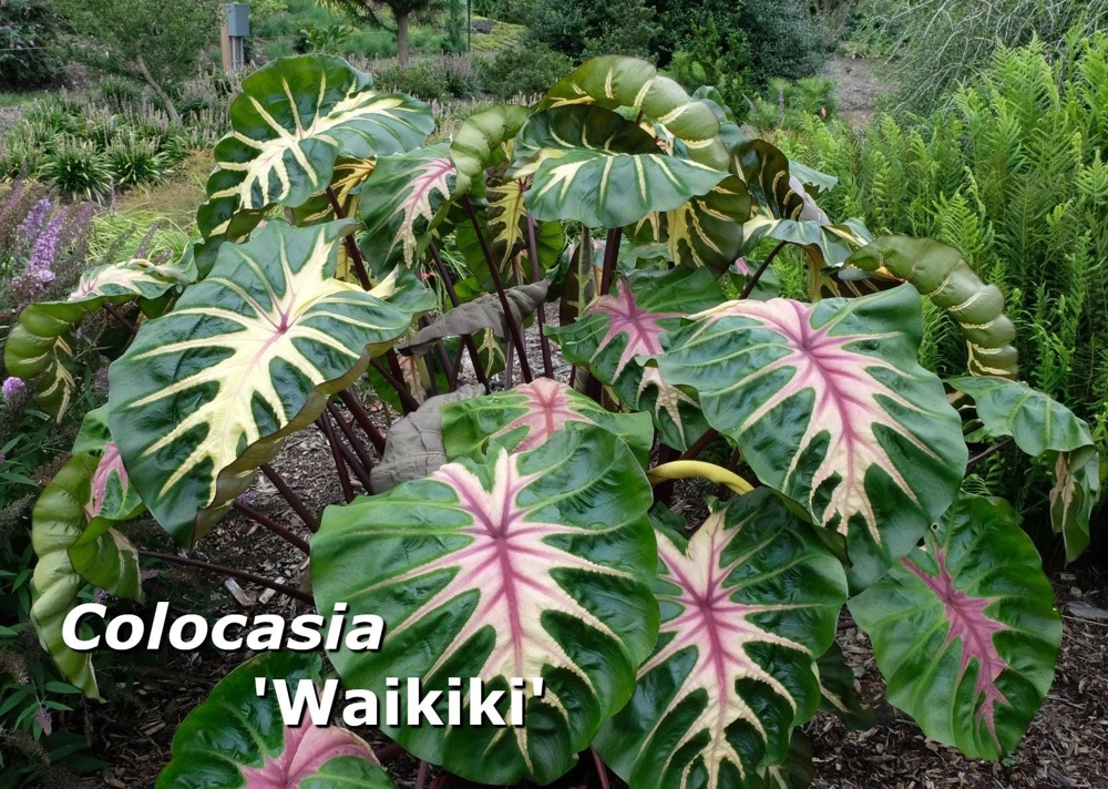 Colocasia 'Waikiki' Elephant Ear Live Plant – Colorful Foliage – 3 inch Pot - Image 1
