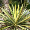 Color Guard Yucca Live Plant - Adam's Needle - 2.5" Pot - Low Maintenance - Image 1