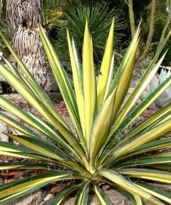 Color Guard Yucca Live Plant - Adam's Needle - 2.5