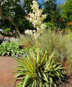 Color Guard Yucca Live Plant - Adam's Needle - 2.5