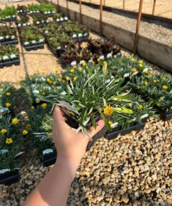 Colorado Gold Gazania Live Plant - Perennial Yellow Flowers - Quart Pot - Outdoor - Image 2