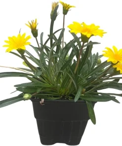 Colorado Gold Gazania Live Plant - Perennial Yellow Flowers - Quart Pot - Outdoor - Image 3