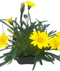 Colorado Gold Gazania Live Plant - Perennial Yellow Flowers - Quart Pot - Outdoor - Image 4