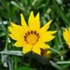 Colorado Gold Gazania Live Plant - Perennial Yellow Flowers - Quart Pot - Outdoor - Image 1