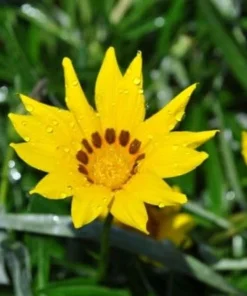 Colorado Gold Gazania Live Plant - Perennial Yellow Flowers - Quart Pot - Outdoor - Image 1