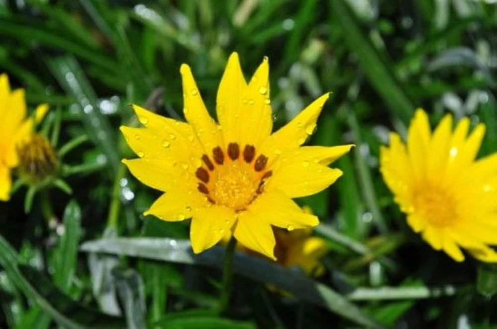 Colorado Gold Gazania Live Plant - Perennial Yellow Flowers - Quart Pot - Outdoor - Image 1