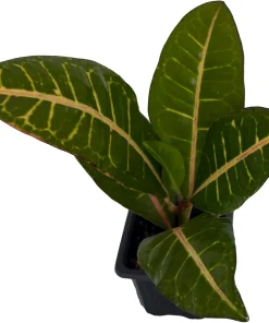 Colorful Croton Live Plant - 3