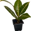 Colorful Croton Live Plant - 3" Pot - Easy Grow Houseplant - Codiaeum Petra - Image 1