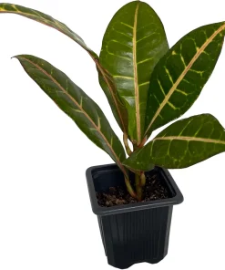 Colorful Croton Live Plant - 3